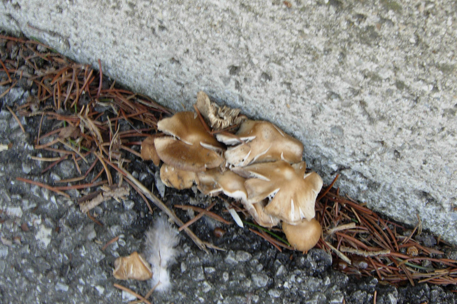 Funghi dell''ambulatorio